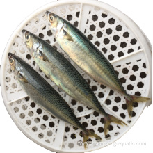 Small Size Bqf Frozen Pacific Mackerel Price 100-200g